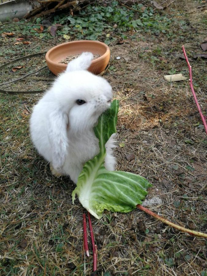 Homestay With Bunny Rabbit Chiang Rai Exterior foto