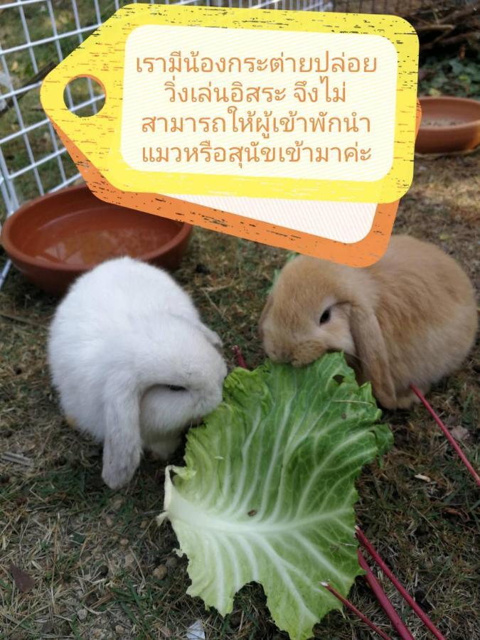 Homestay With Bunny Rabbit Chiang Rai Exterior foto