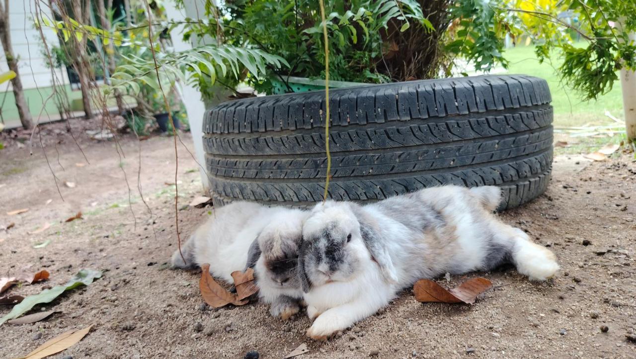 Homestay With Bunny Rabbit Chiang Rai Exterior foto