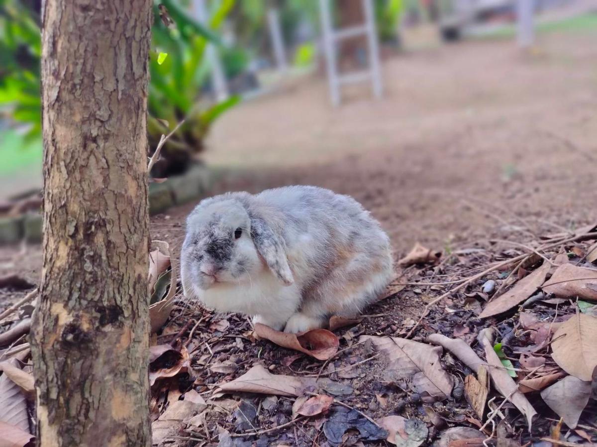 Homestay With Bunny Rabbit Chiang Rai Exterior foto