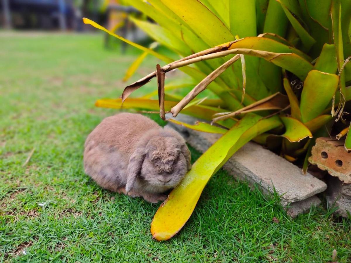 Homestay With Bunny Rabbit Chiang Rai Exterior foto